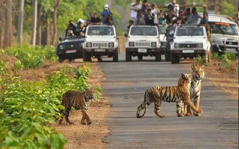 Into-wildlife