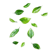leaf
